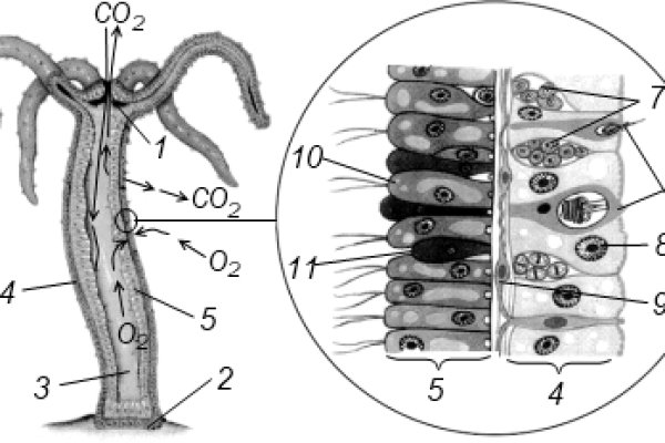 Kraken 13at сайт