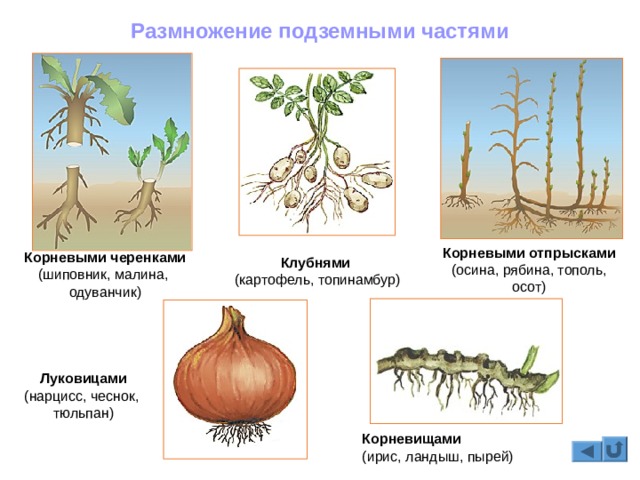 Кракен наркошоп ссылка